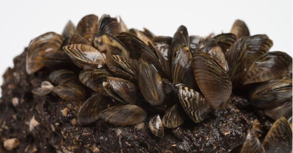 what do mussels eat