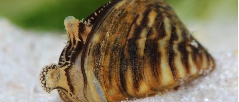 Zebra mussel close-up