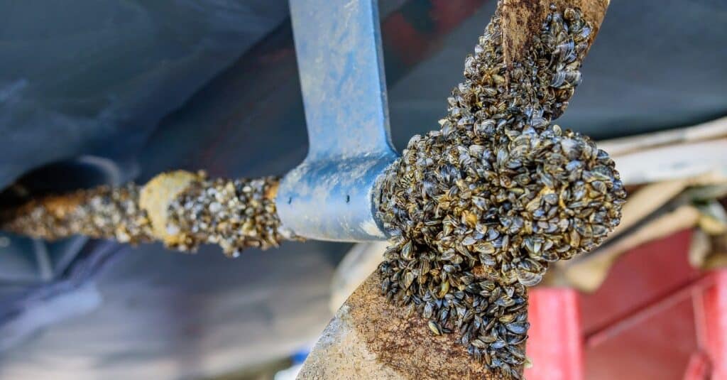 This is a bronze, two blade propeller on a stainless steel shaft on a 36 foot sailboat, covered in zebra mussels.