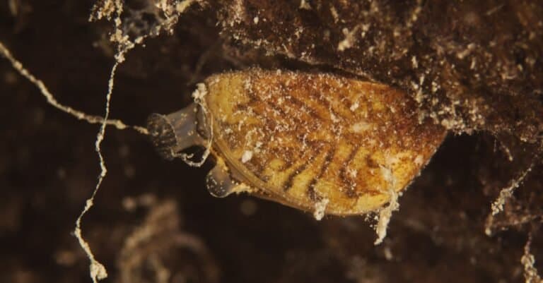 Zebra mussel, Wandermuschel (Dreissena polymorpha), attached to a rock.