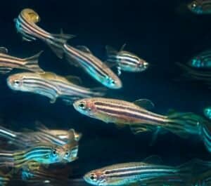 New Study: Zebrafish Vision Could Cure Color Blindness Picture