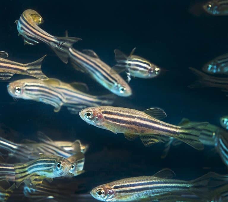 New Study Zebrafish Vision Could Cure Color Blindness AZ Animals