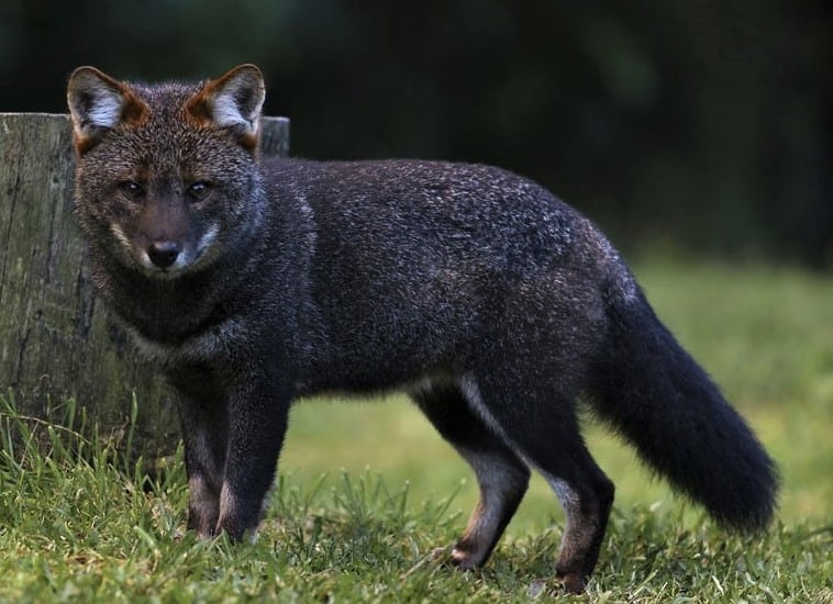 Darwins fox close-up