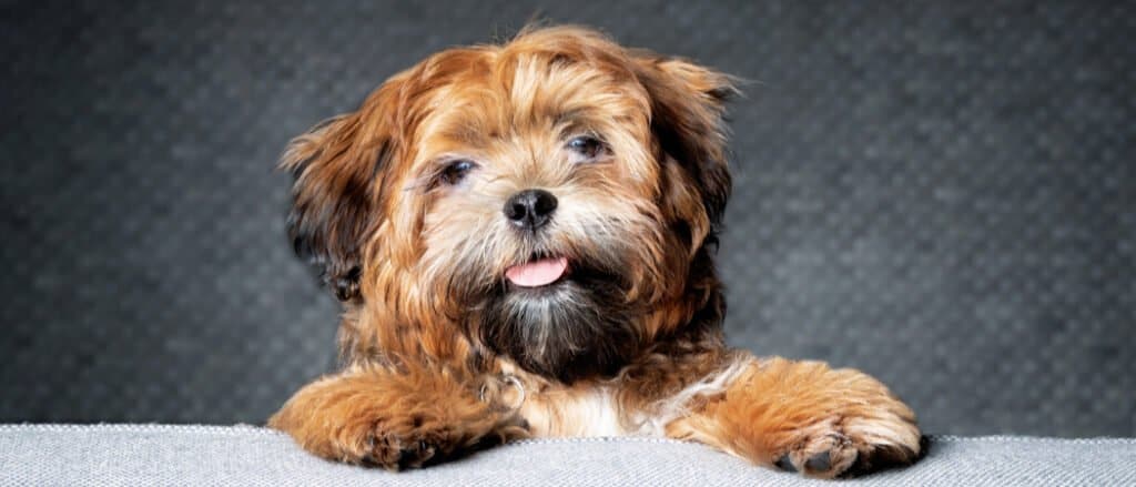 Yorkie Bichon Dog Breed Complete Guide - A-Z Animals