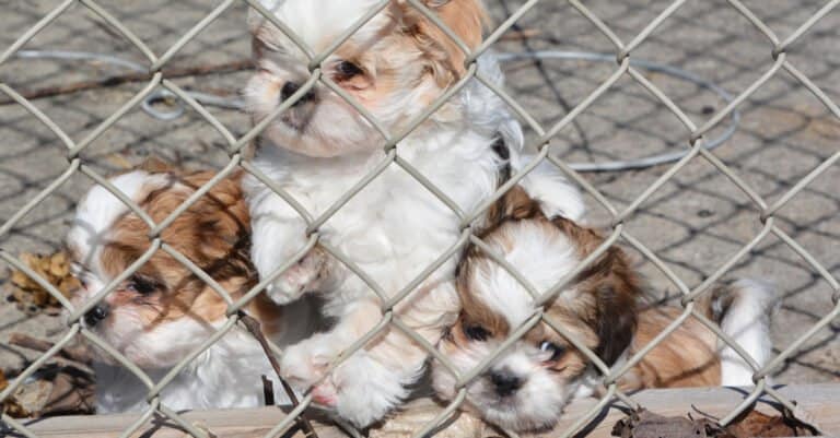 Zuchon puppies on top of each other in a fence