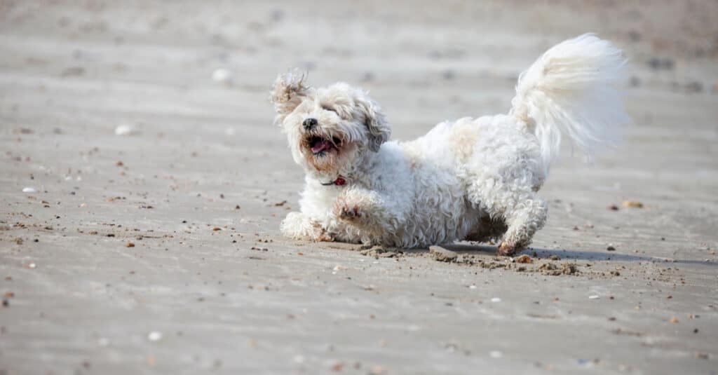 white Zuchon playing and jumping