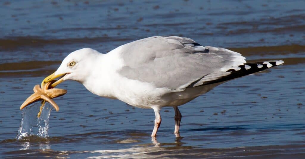 do seagulls eat fish