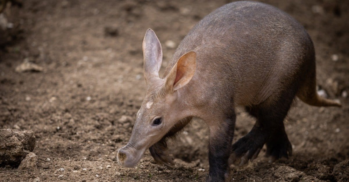 animals with big noses: aardvark