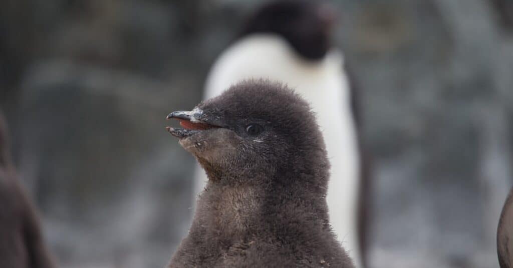 baby penguin - close up of a penguin chick