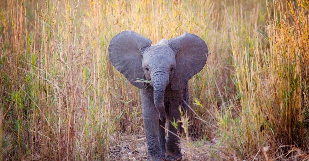 baby elephant - elephant calf walks through the savannah