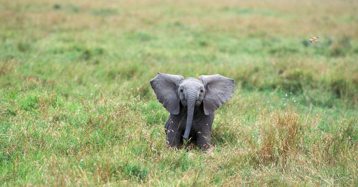 Baby Elephant - African Elephant