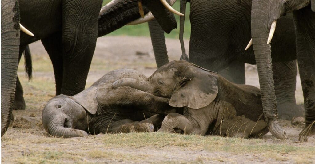 elephant-calf-sleeping-among-the-herd