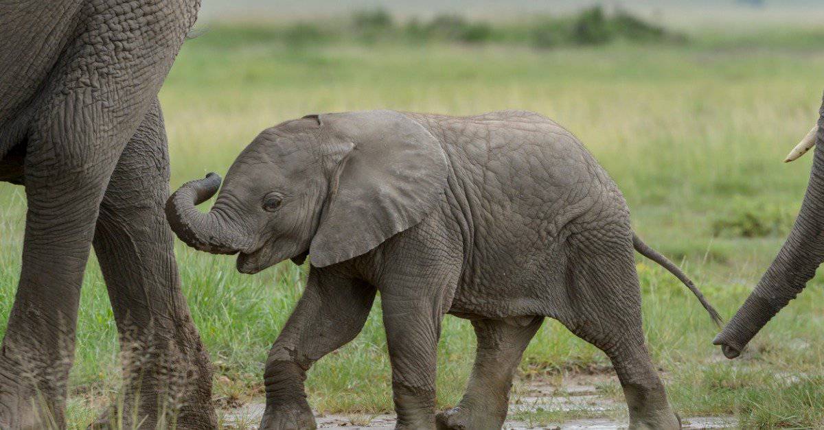 Baby Elephant - Asian Elephant