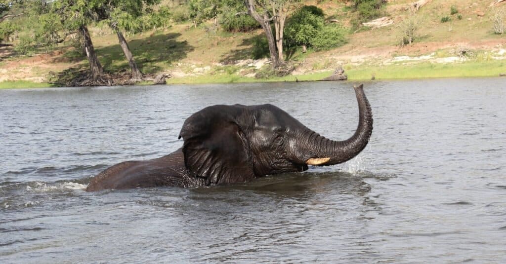 african-elephant-swimming