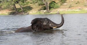 Watch This Enormous Elephant Flick Off a Biting Crocodile Like Its a Pesky Fly Picture