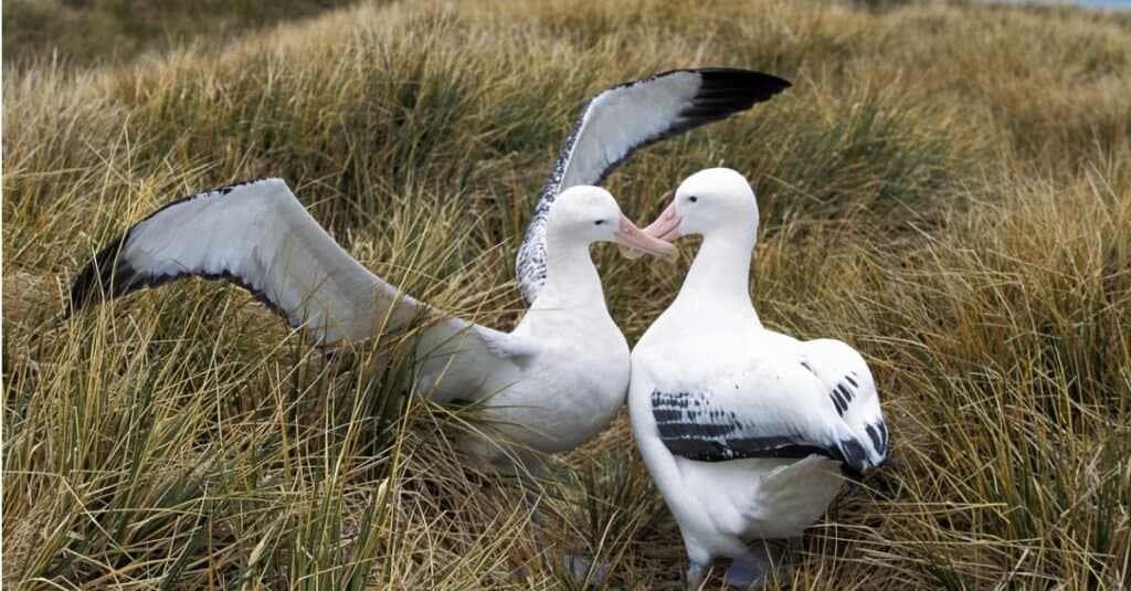 albatrosses courting in a field