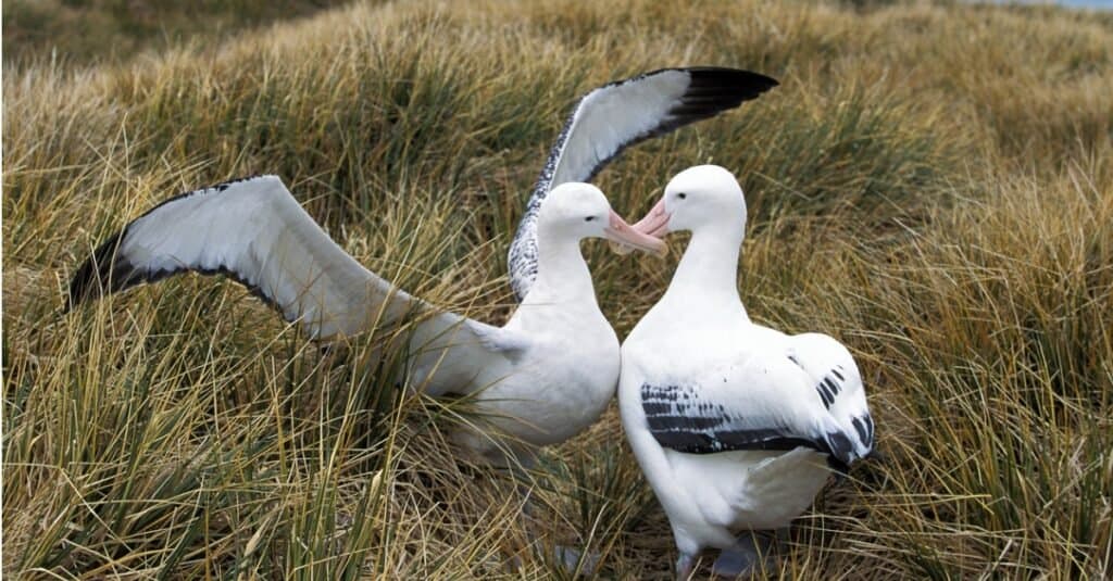 What bird has only one mate for life?