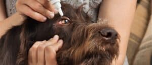 Antibiotics for Dogs: Reviewed for 2021 Picture