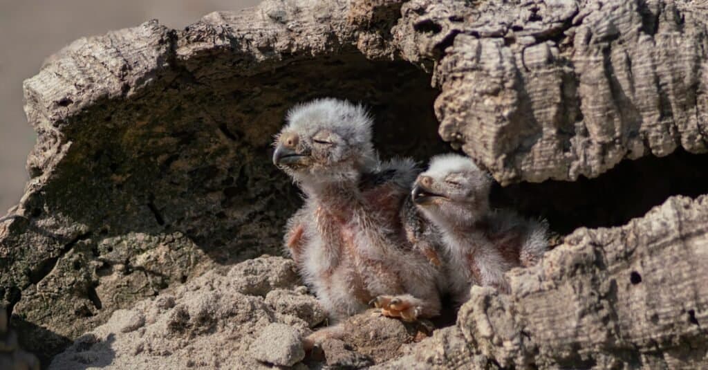 baby burrowing owls in burrow