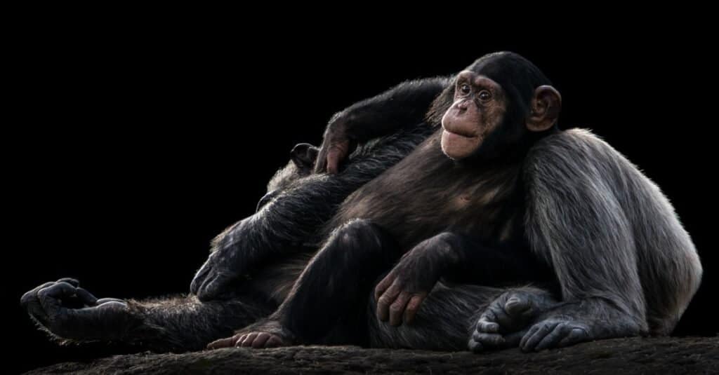 ลิงชิมแปนซีอายุการใช้งาน - ลูกชิมแปนซี