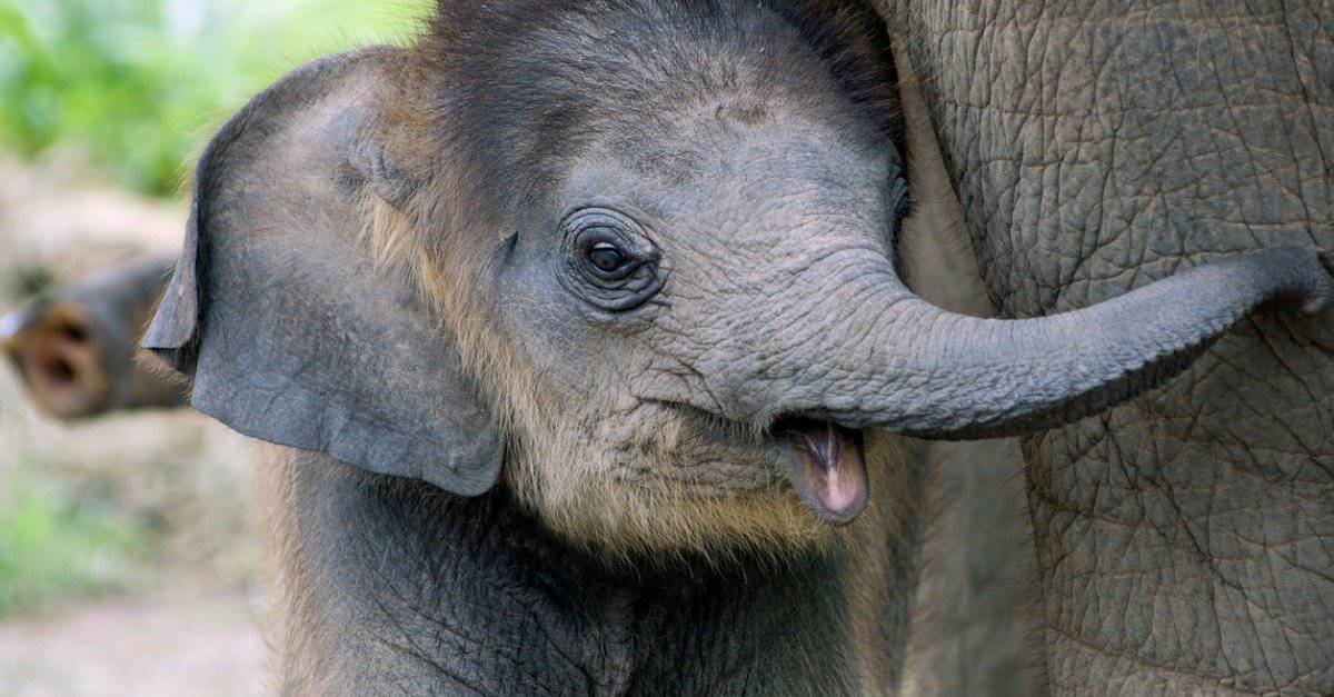 baby elephant - elephant trunk