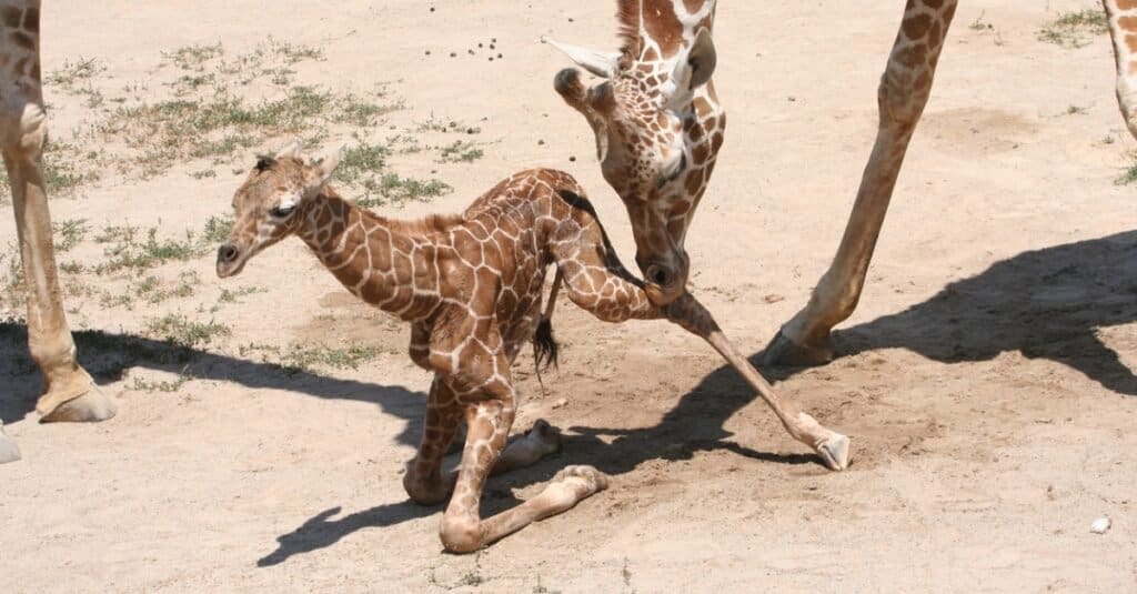 baby giraffe - learning to walk