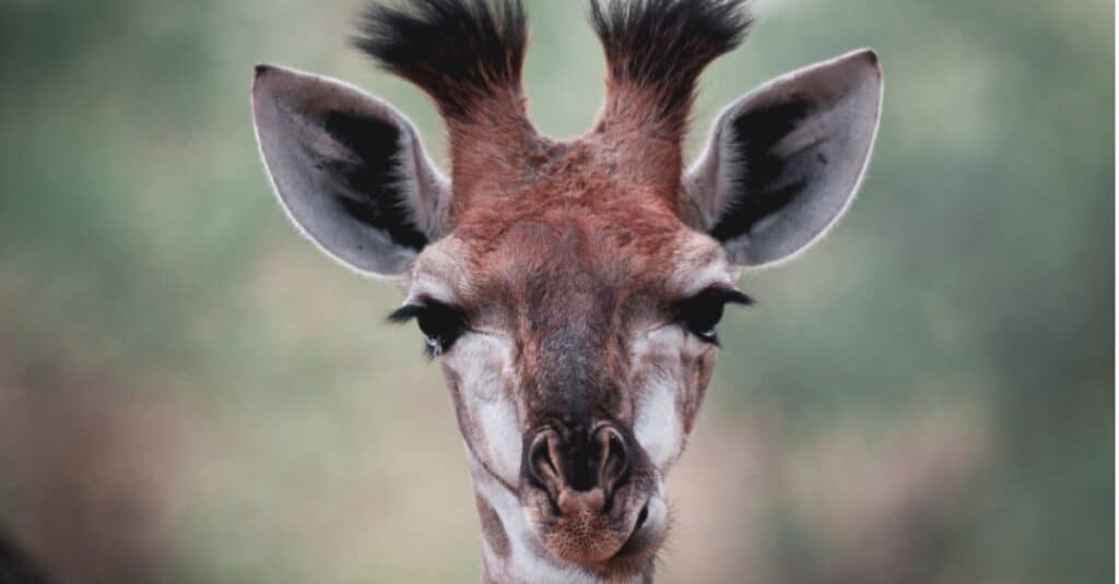 baby giraffe - close up of a giraffe calf