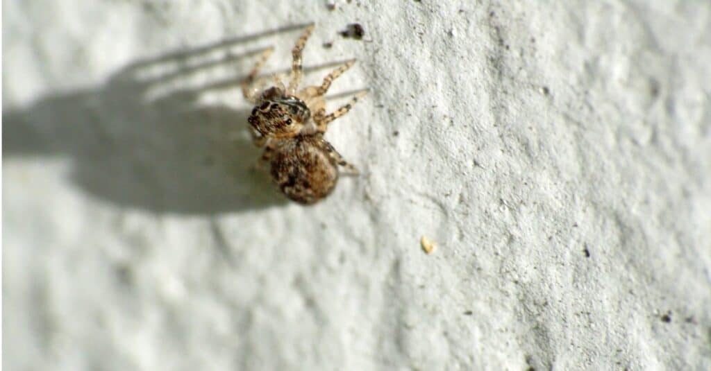 baby-wolf-spider-on-a-wall