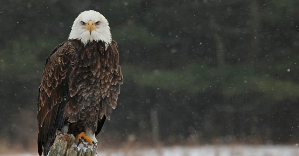 animals unique to North America: bald eagle