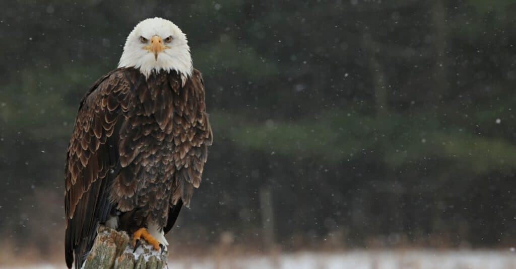 Female Bald Eagle: What They Look Like & Differences From Males