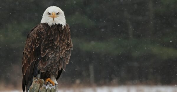 The 14 Best Places and Times to See Bald Eagles in Colorado - A-Z Animals