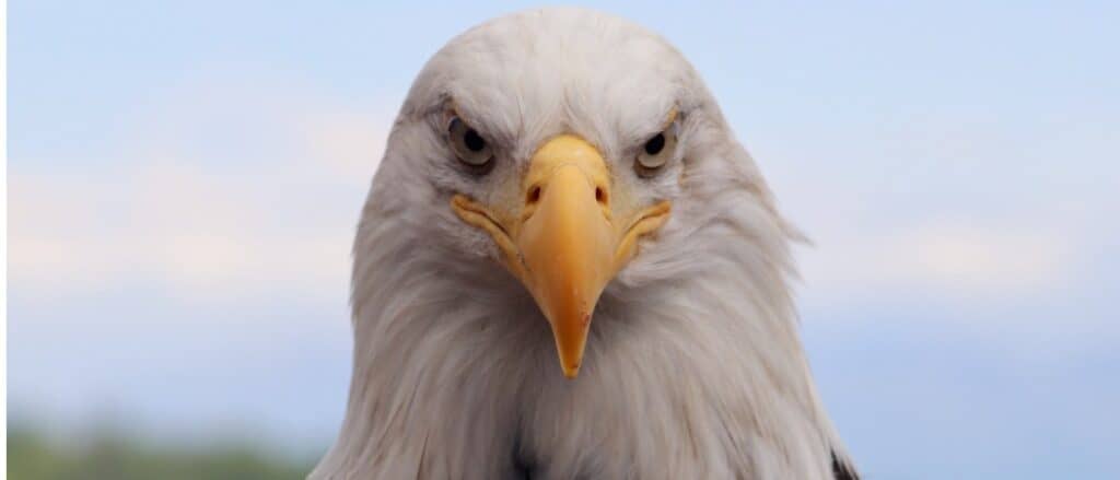 close up of a bald eagle