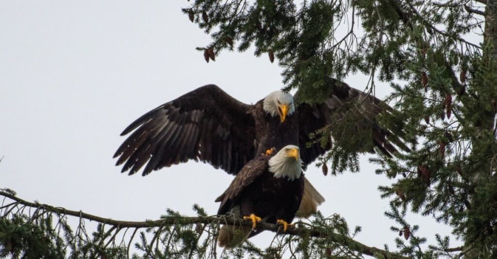 bald eagles courting in a tree