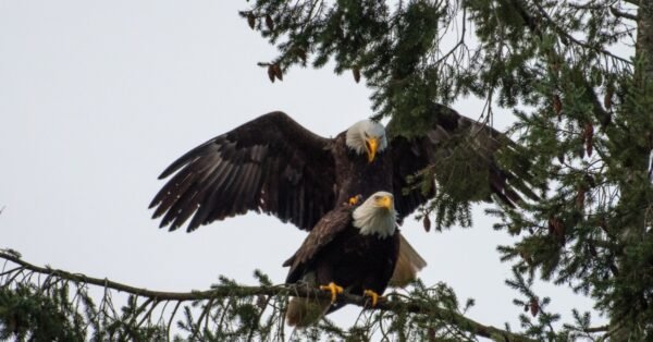 Female Bald Eagle: What They Look Like & Differences From Males - A-Z ...