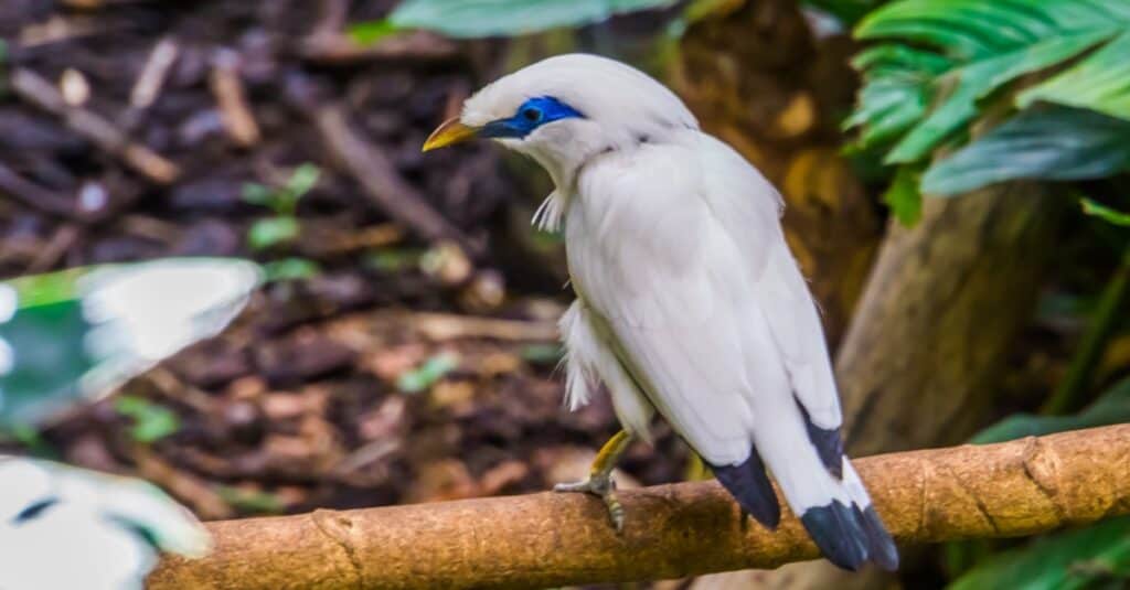 bali myna bird in the woods