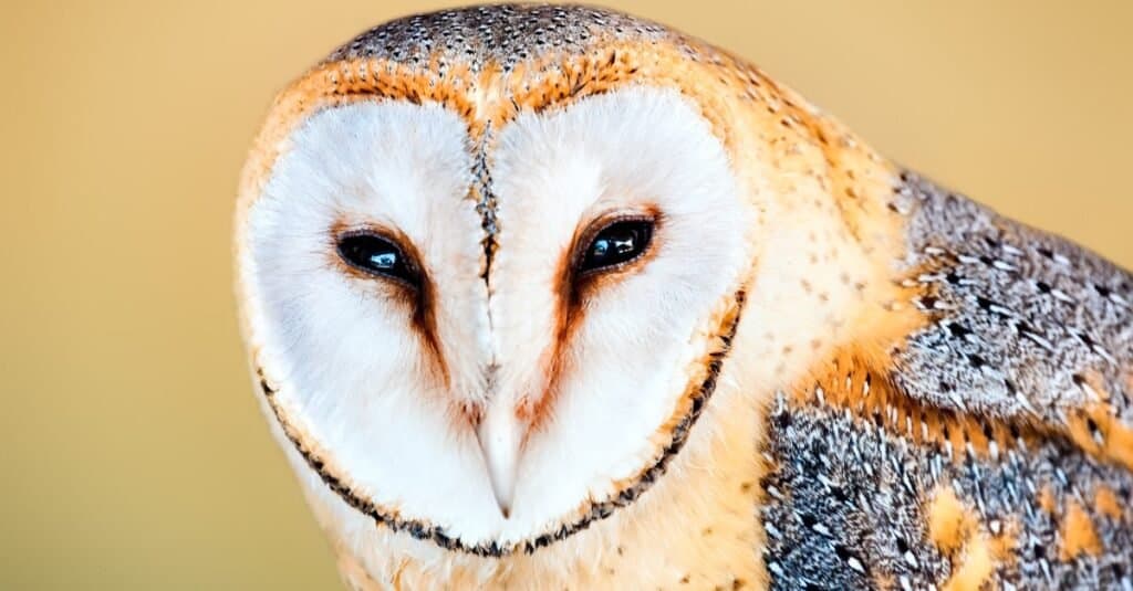 close up of a barn owl