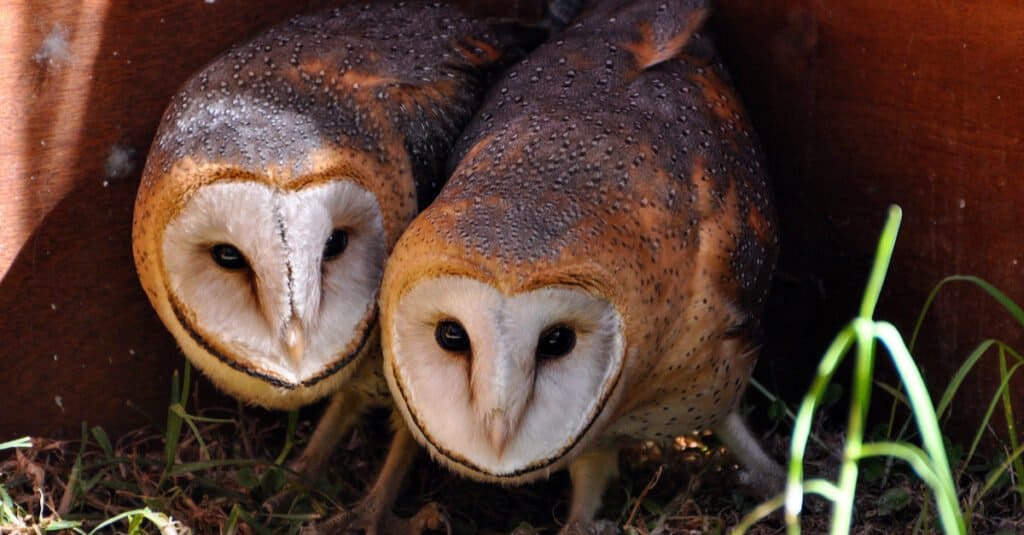 barn owls courting in burrow