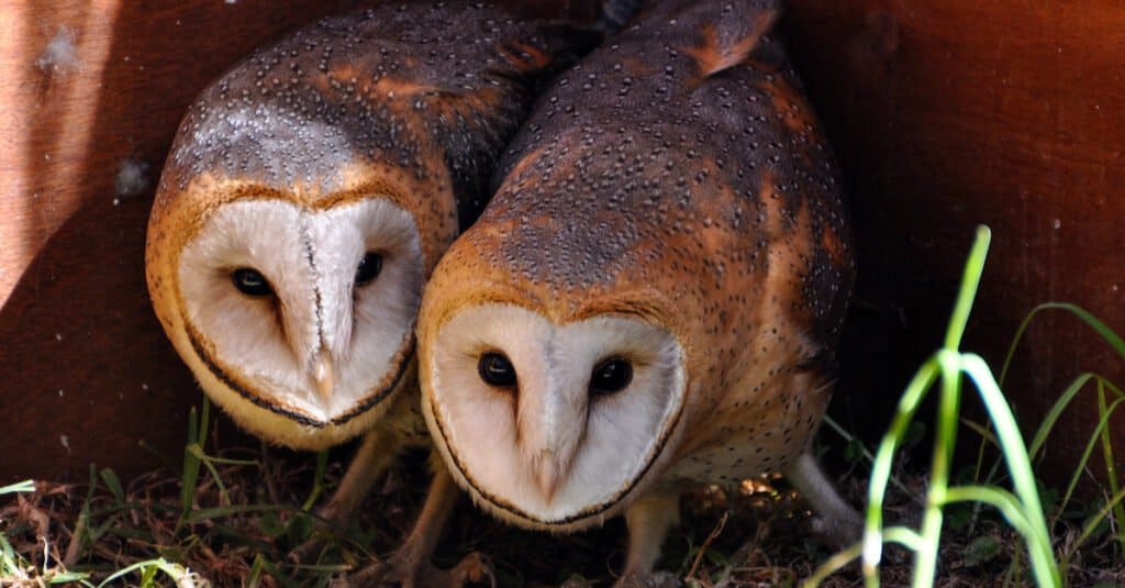 Owl Mating Season When Do They Breed? AZ Animals