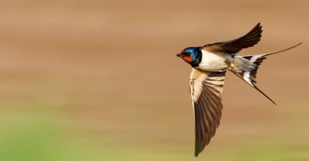 barn swallow in flight