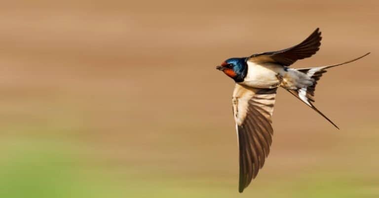 barn swallow in flight