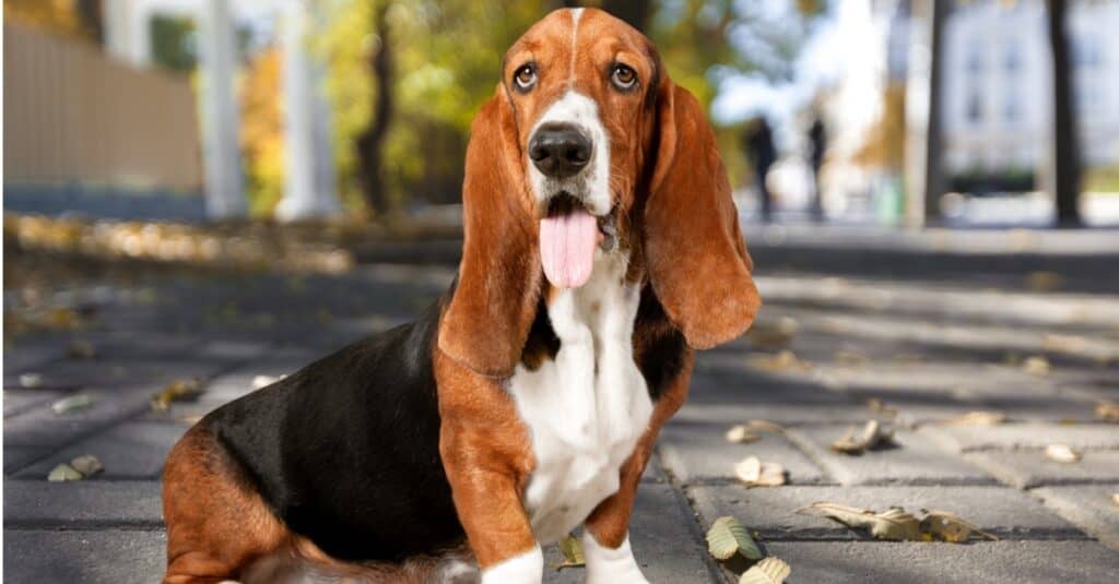 basset hound with tongue out sitting outside on pavers
