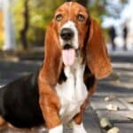 The Basset hound was once a favorite hunting companion to the French aristocracy. 