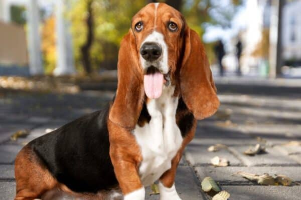 The Basset hound was once a favorite hunting companion to the French aristocracy. 