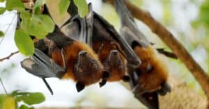 What Is a Group of Bats Called? Picture