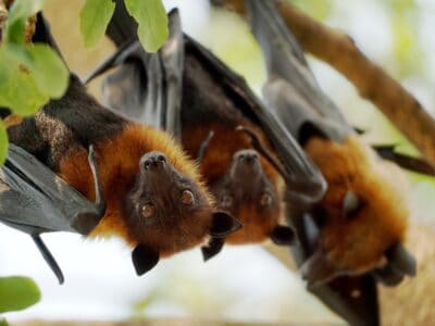 A Find Out Where Rabid Bats Have Been Spotted in the U.S. Recently
