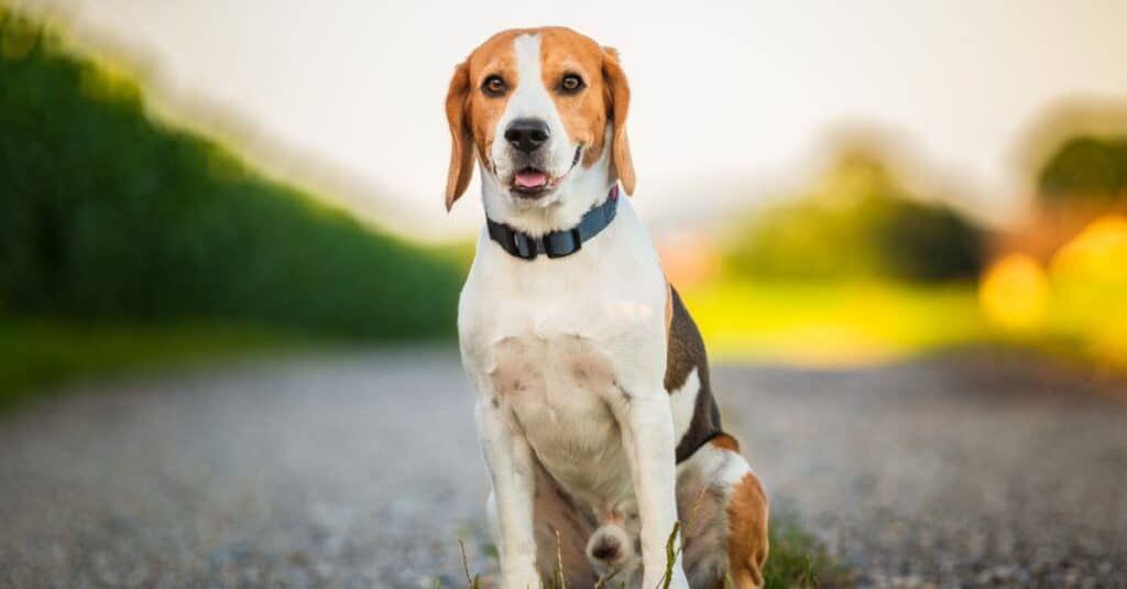 beagle sitting in middle of the road with tongue out