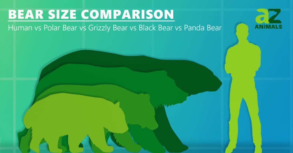 Bear Size Comparison Human Polar Bear Grizzly Bear Black Bear Panda Bear 1200x627 1 1024x535 