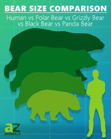 Bear Size Comparison Human Polar Bear Grizzly Bear Black Bear Panda Bear 360x450 1 