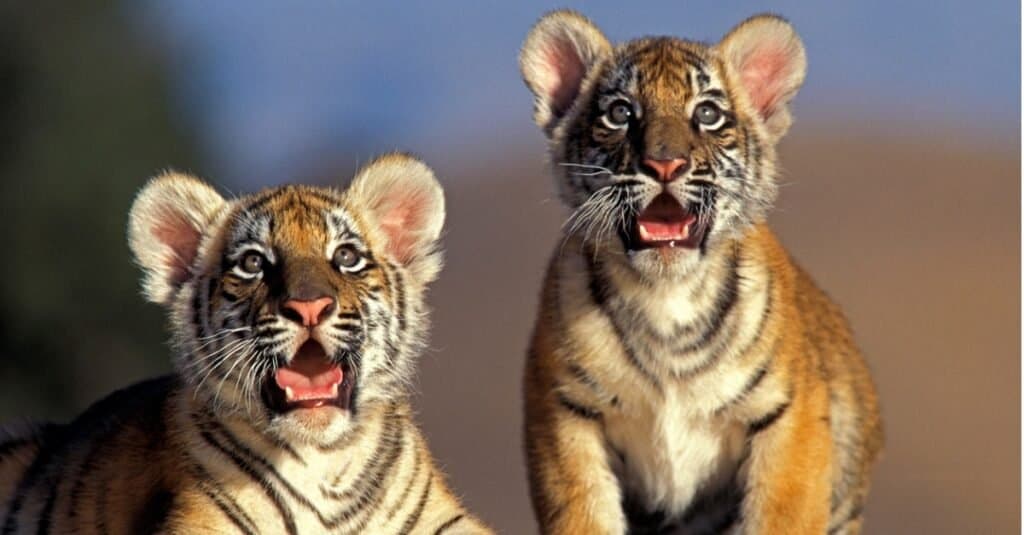 baby tiger cubs closeup