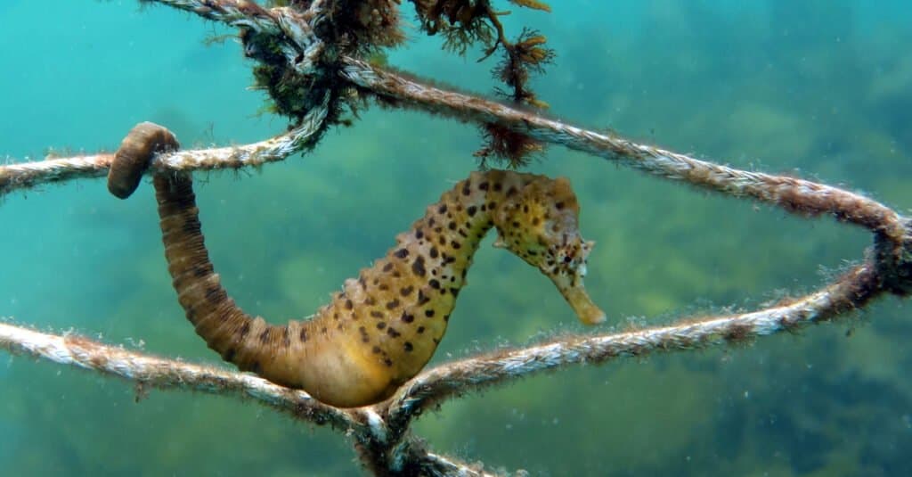 The largest seahorse - the potbellied seahorse
